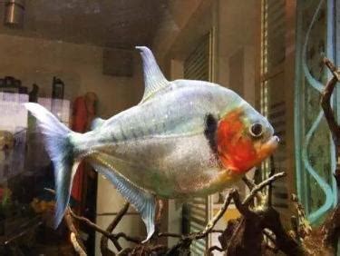 養魚虎|最常見、易飼養的三種水虎魚，它們的色澤和價格有什。